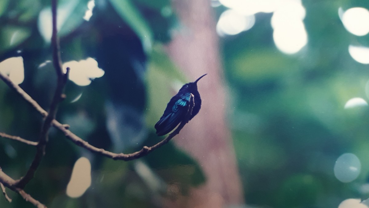 Purple-throated Carib - ML632137645