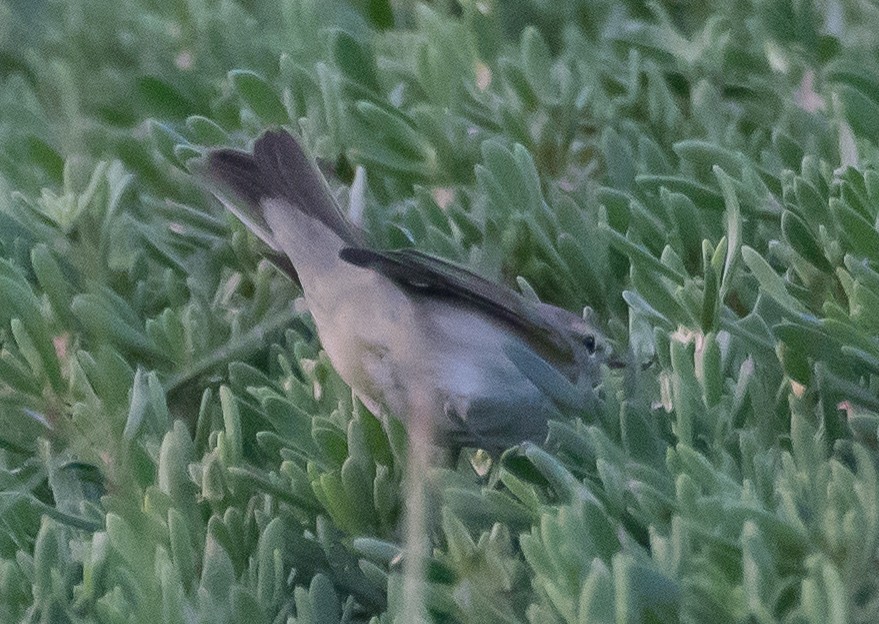 Plain Leaf Warbler - ML632137666