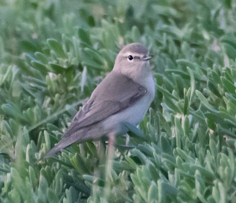 Plain Leaf Warbler - ML632137667