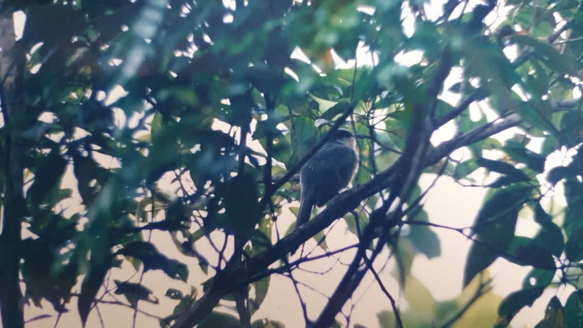 Mangrove Cuckoo - ML632137674