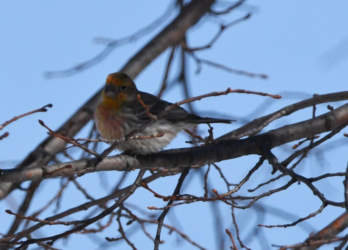 House Finch - ML632137705
