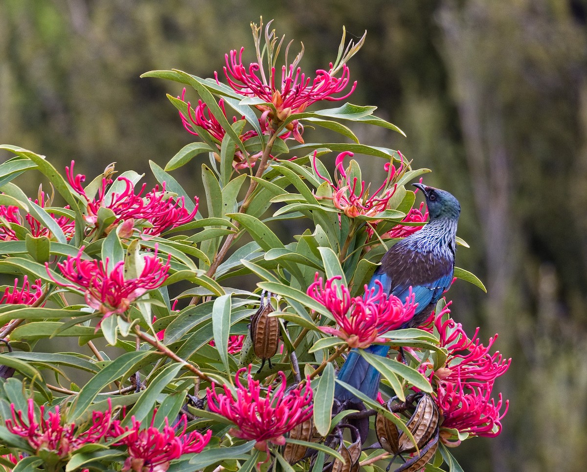Tui - ML632137772
