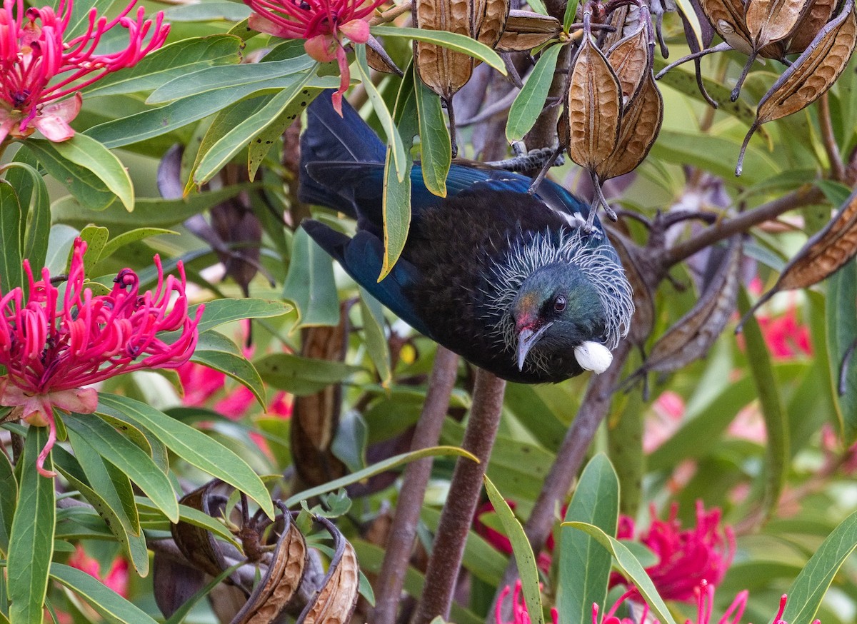 Tui - ML632137773