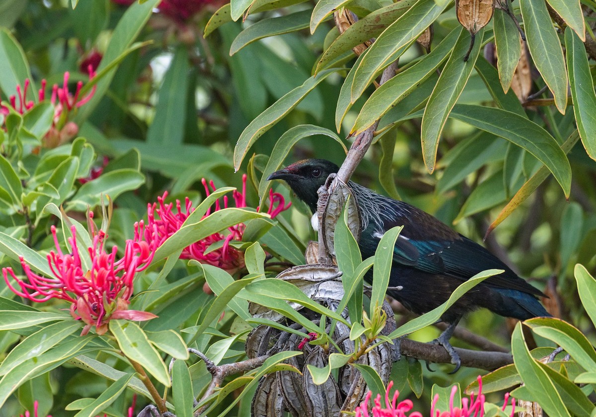 Tui - ML632137775