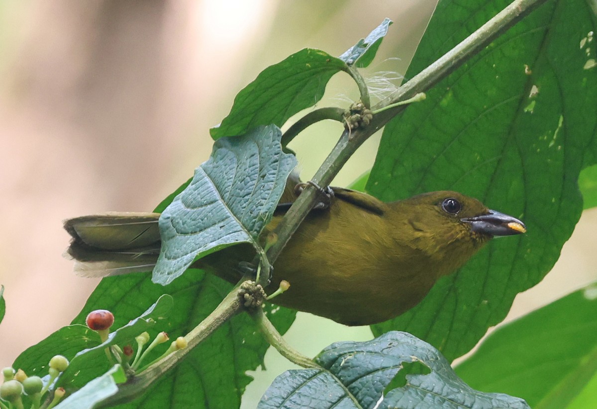Carmiol's Tanager - ML632137779