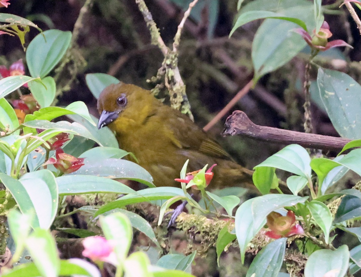 Carmiol's Tanager - ML632137783