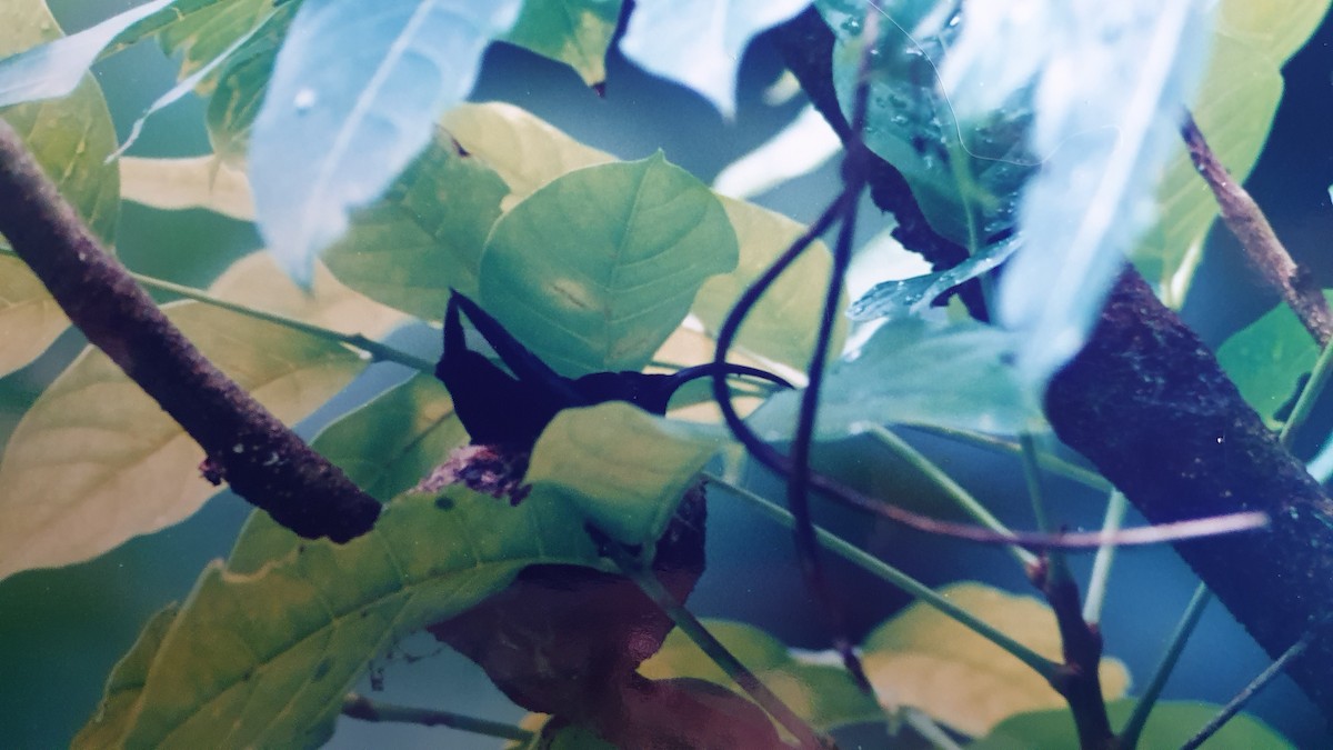 Purple-throated Carib - ML632137863