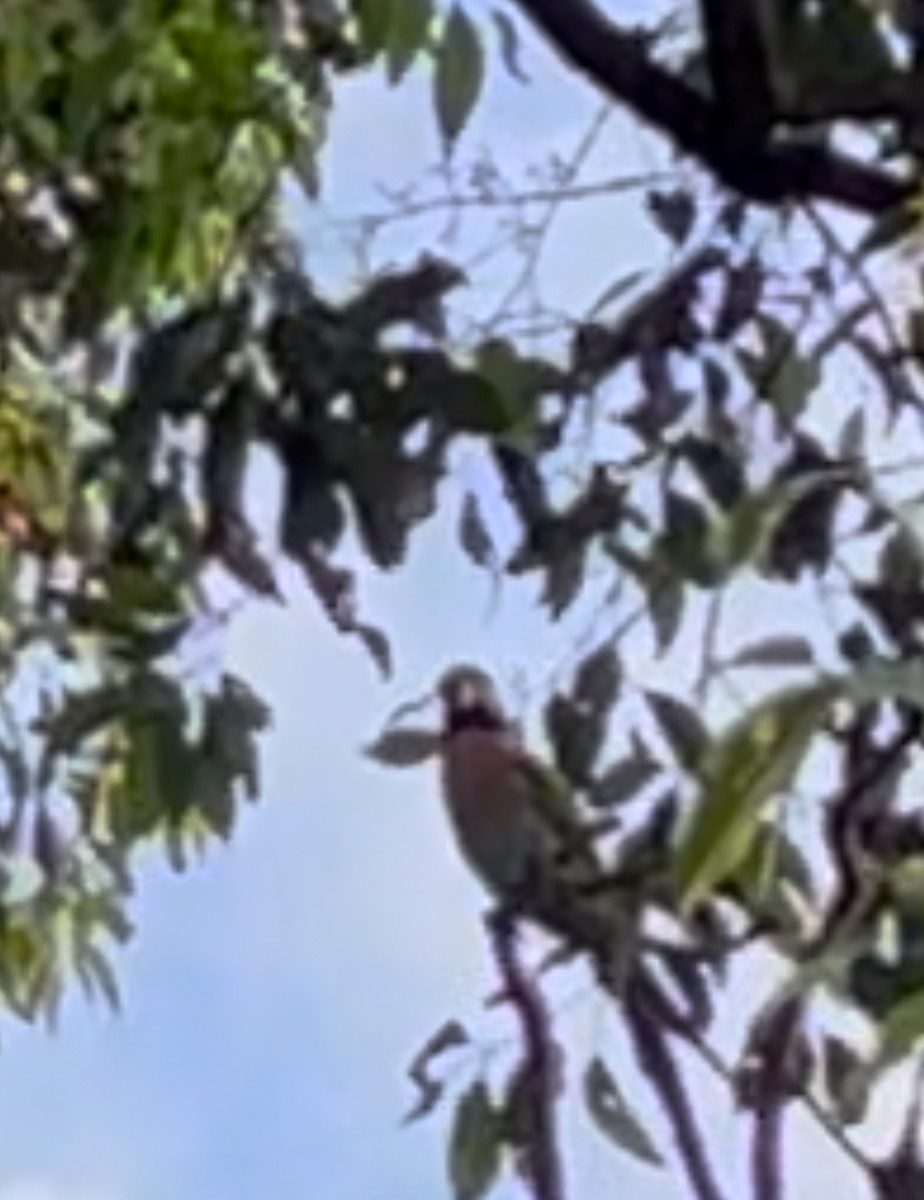 Red-breasted Parakeet - Harish Dixit