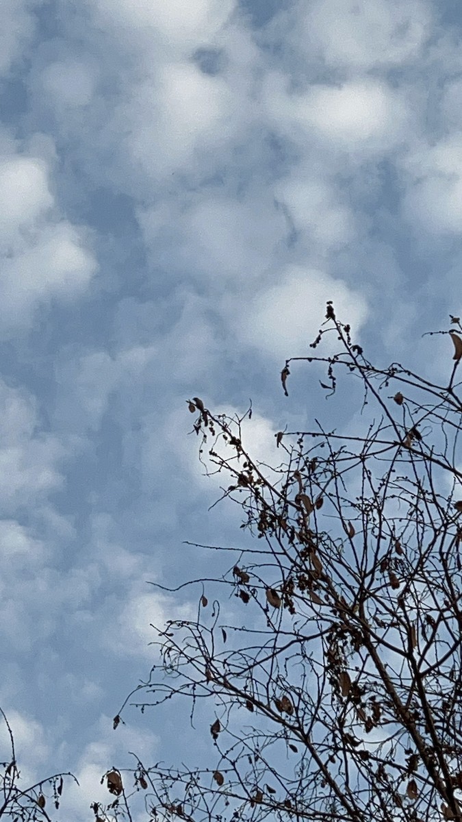 květozob křivozobý - ML632137959