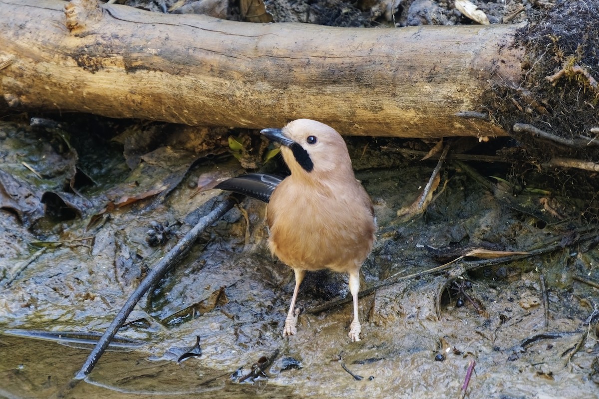 Eurasian Jay - ML632138035