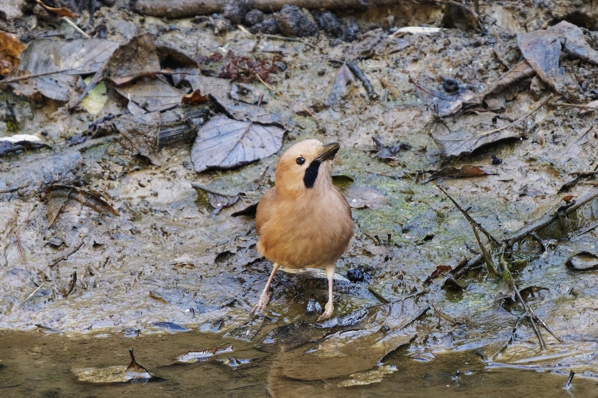 Eurasian Jay - ML632138036