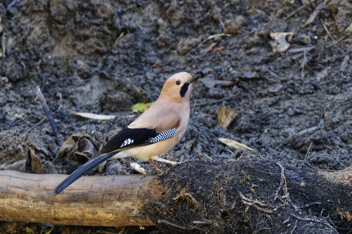 Eurasian Jay - ML632138037