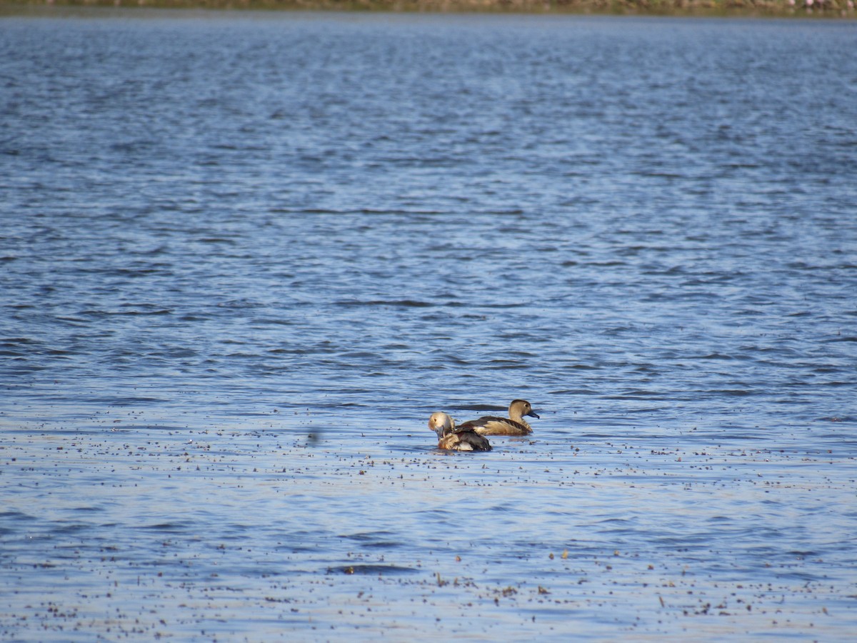 Lesser Whistling-Duck - ML632138280