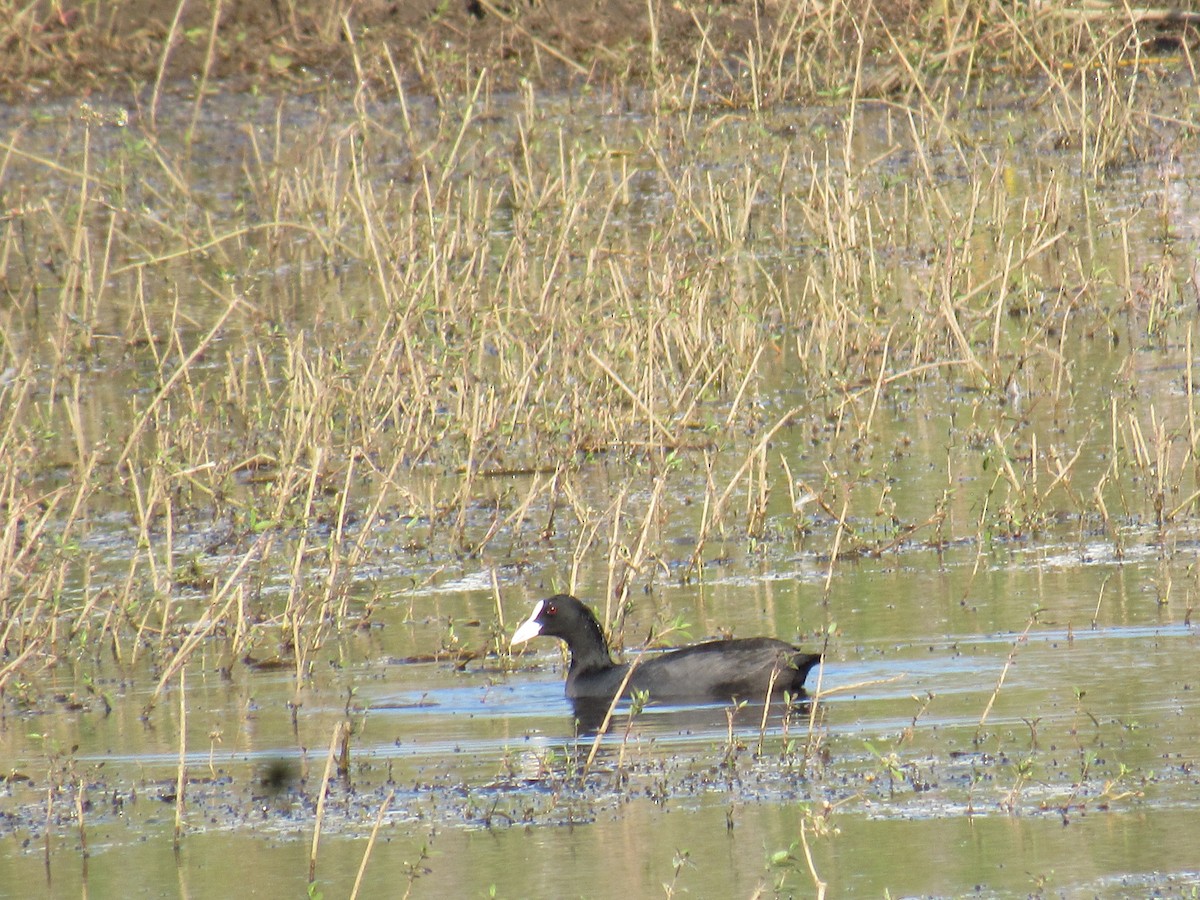 Eurasian Coot - ML632138304