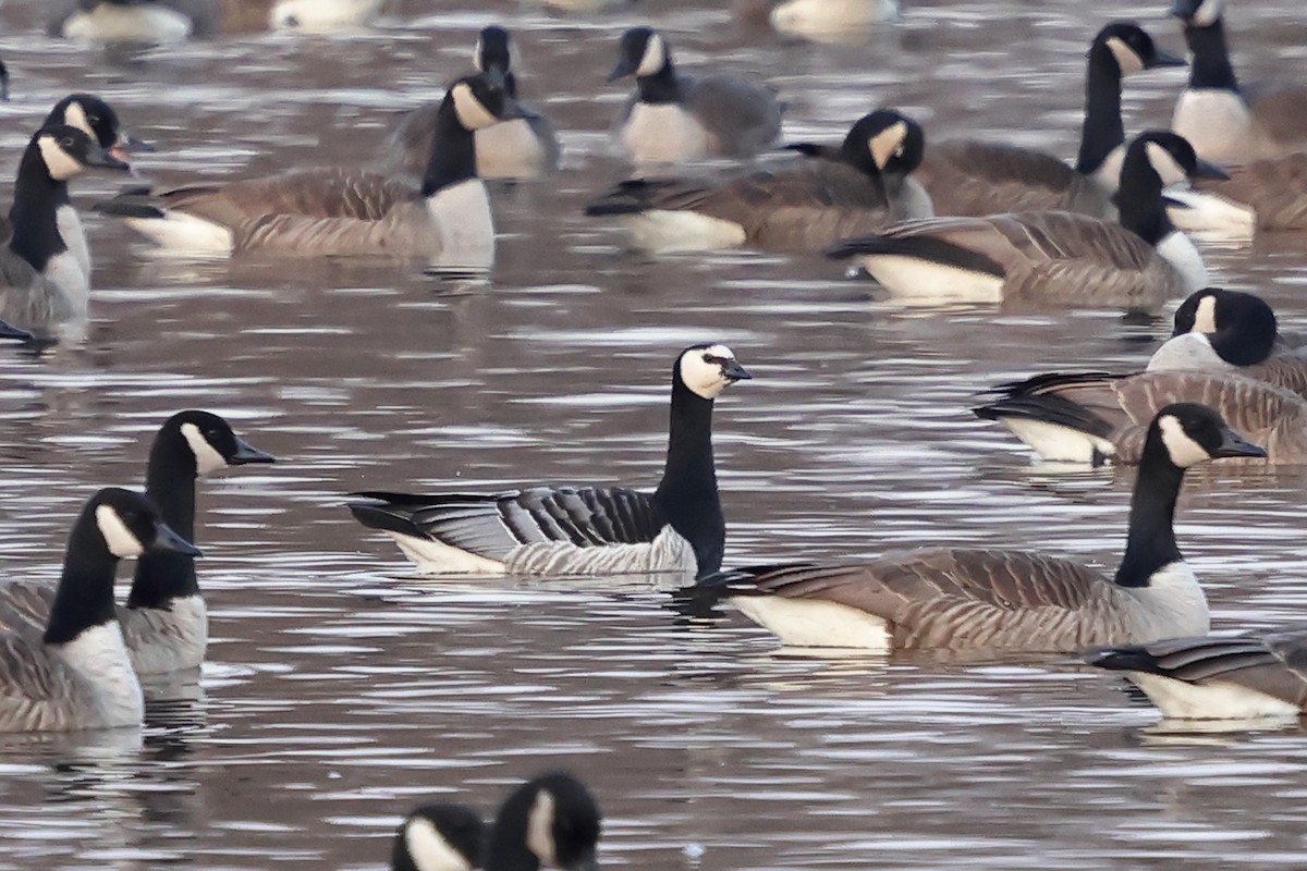 Barnacle Goose - Joe Wing
