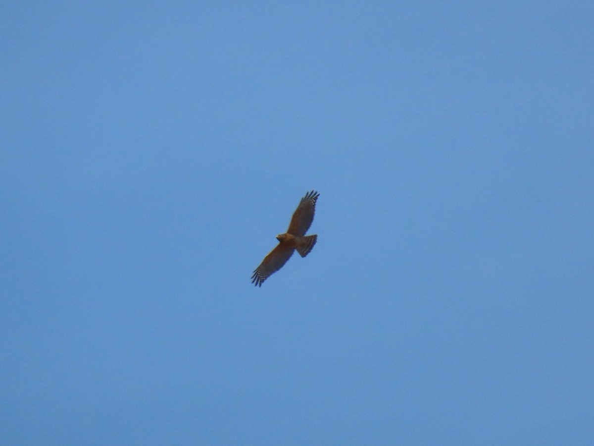 Red-shouldered Hawk - ML632138361