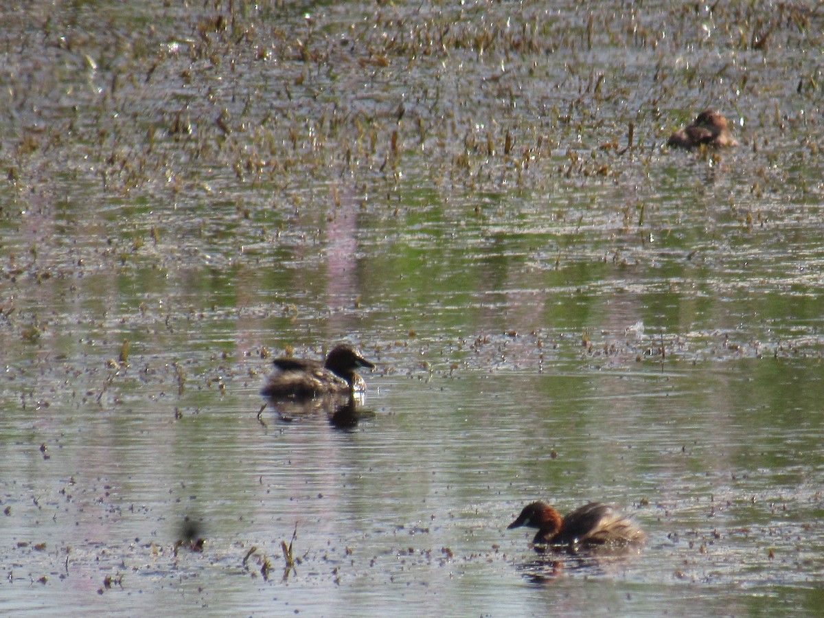 Little Grebe - ML632138365