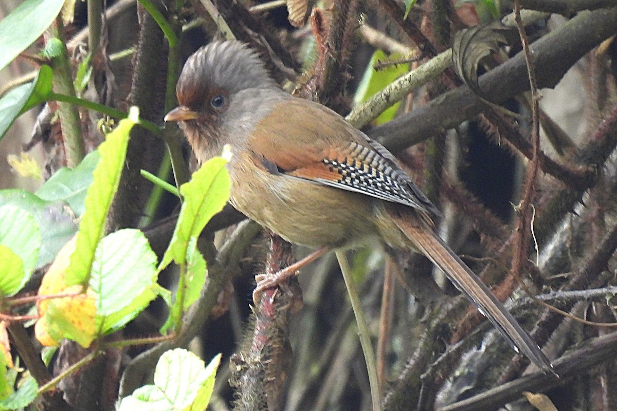 Rusty-fronted Barwing - ML632138381