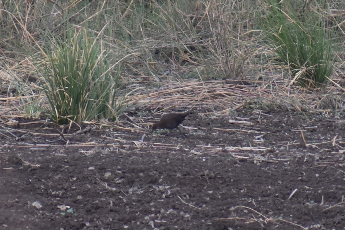 Brown Crake - ML632138437