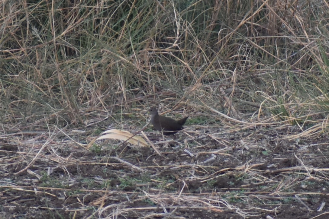 Brown Crake - ML632138438