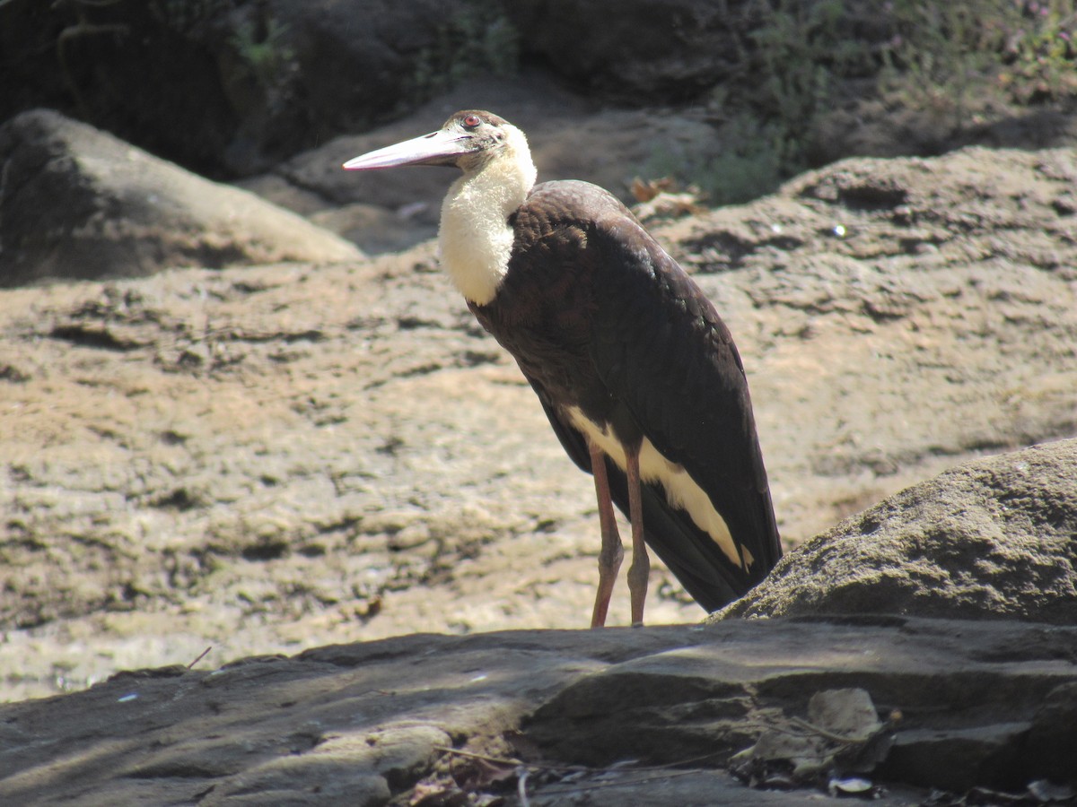 Asian Woolly-necked Stork - ML632138457