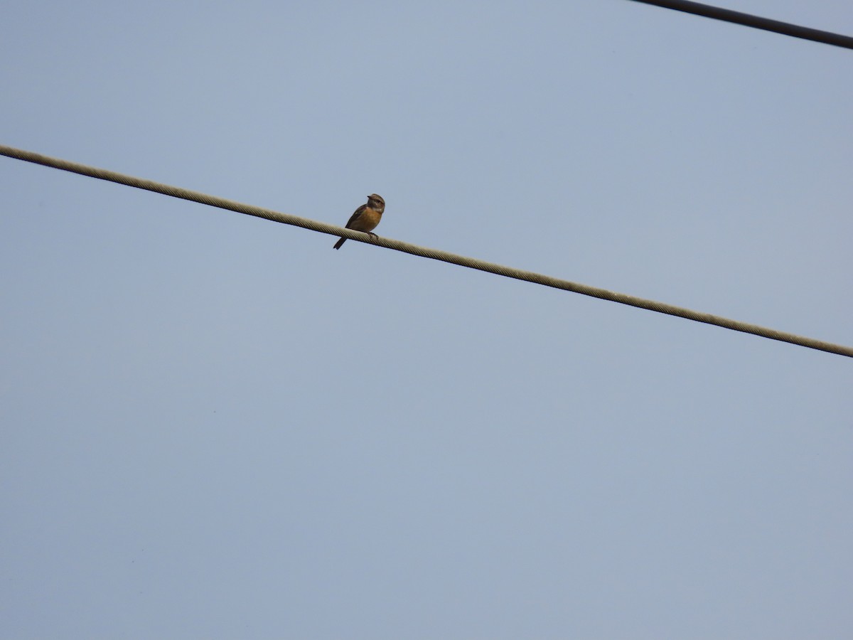 European Stonechat - ML632138478