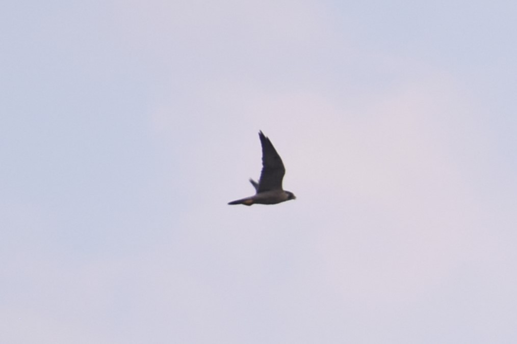 Peregrine Falcon - ML632138492