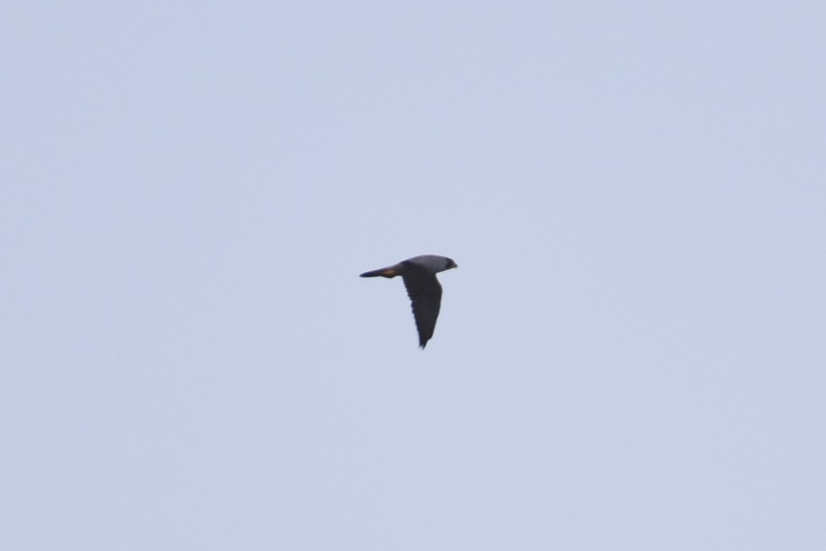 Peregrine Falcon - ML632138493