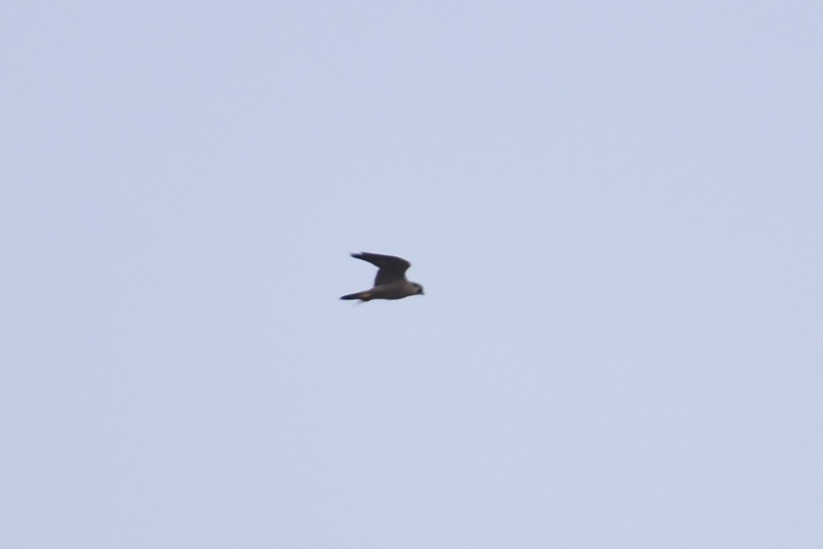 Peregrine Falcon - ML632138494