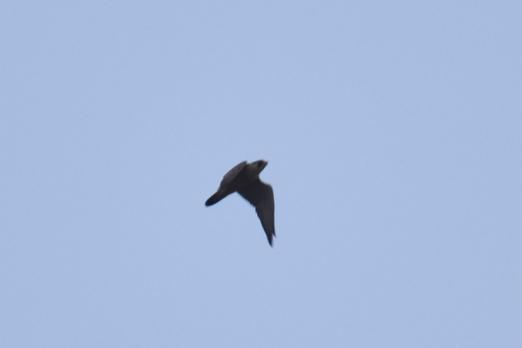 Peregrine Falcon - ML632138495