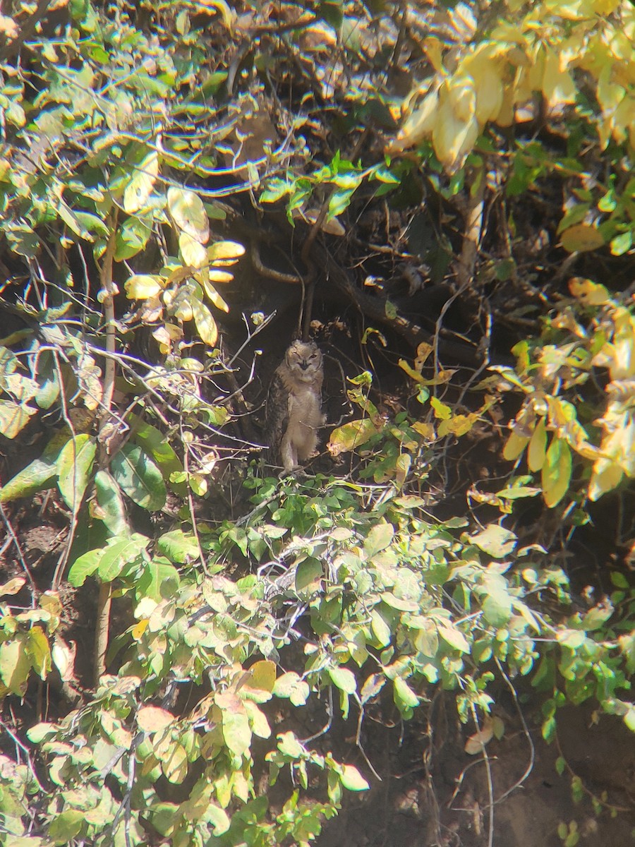 Rock Eagle-Owl - ML632138496
