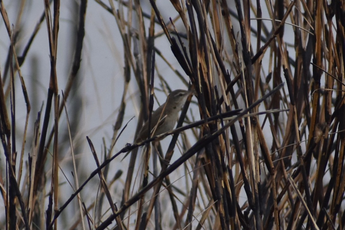 Paddyfield Warbler - ML632138515