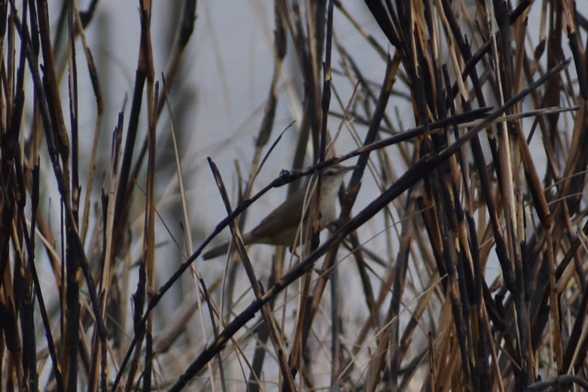 Paddyfield Warbler - ML632138516
