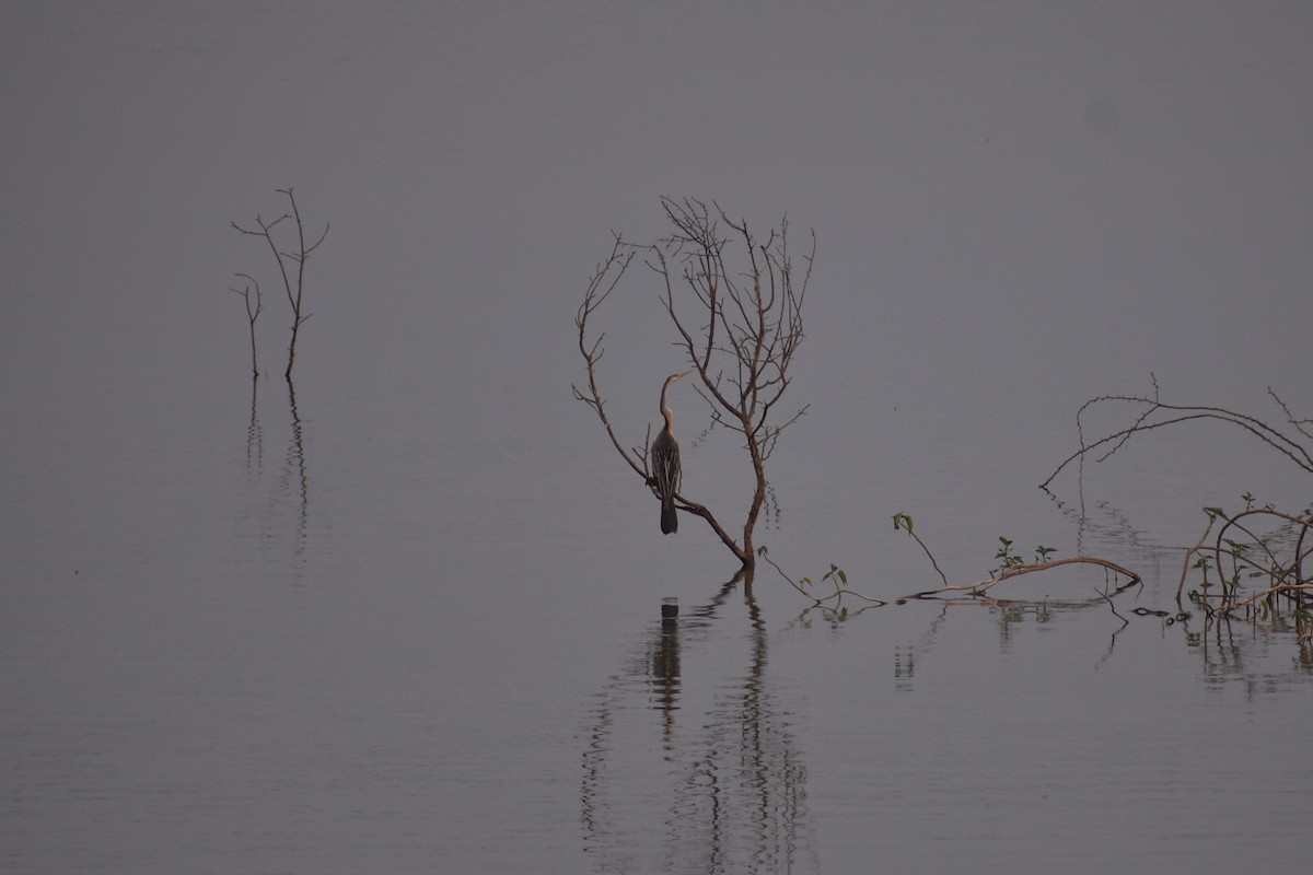 Oriental Darter - ML632138527