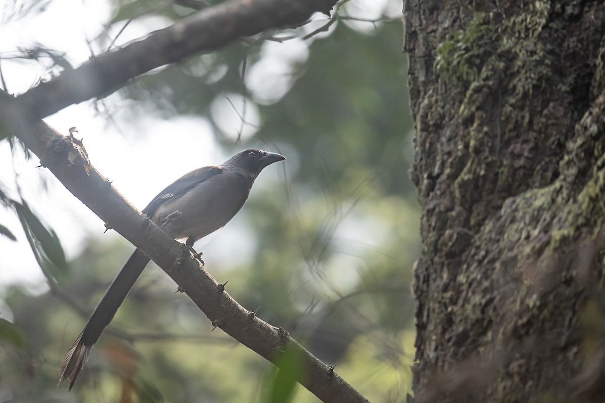 gråskjære - ML632138550