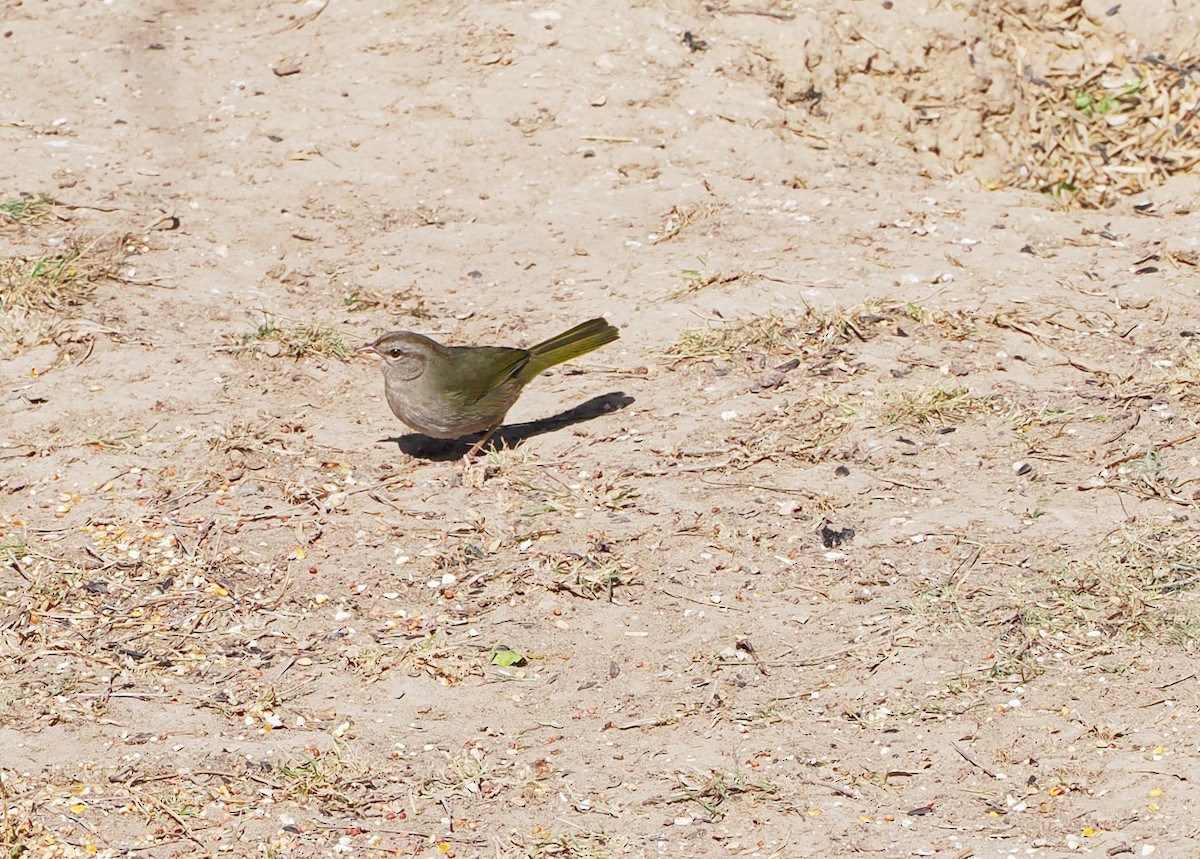 Olive Sparrow - ML632138557