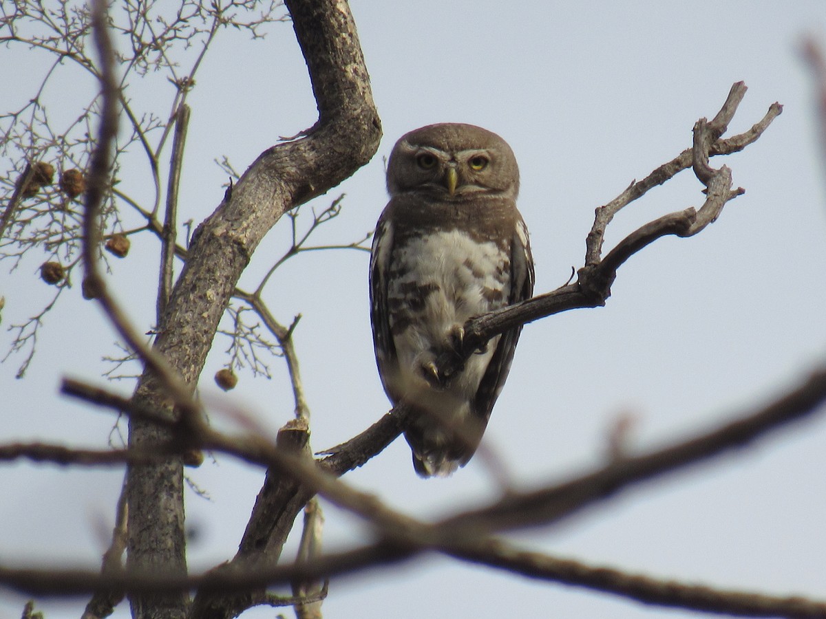 Forest Owlet - ML632138573