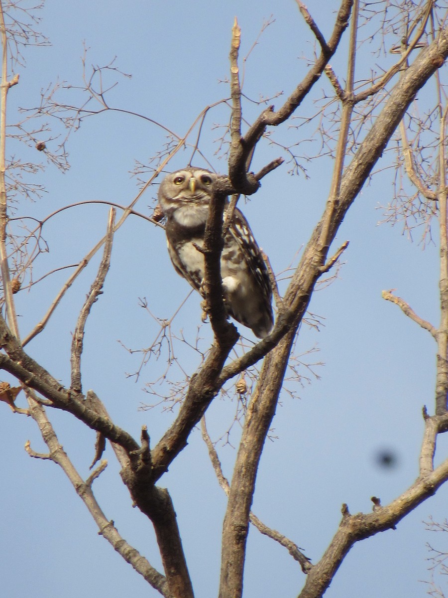 Forest Owlet - ML632138574