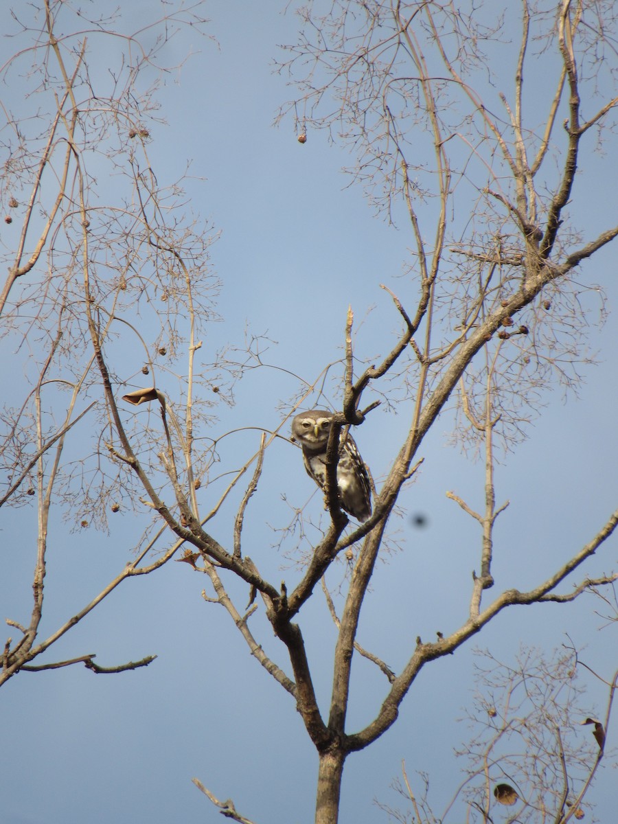 Forest Owlet - ML632138575