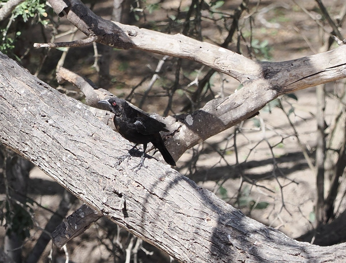 Bronzed Cowbird - ML632138594