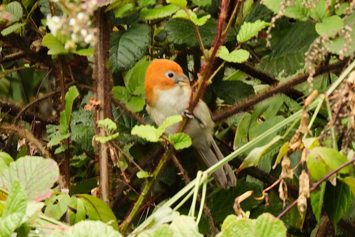 White-breasted Parrotbill - ML632138608