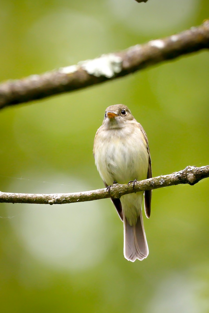 Acadian Flycatcher - ML632138637