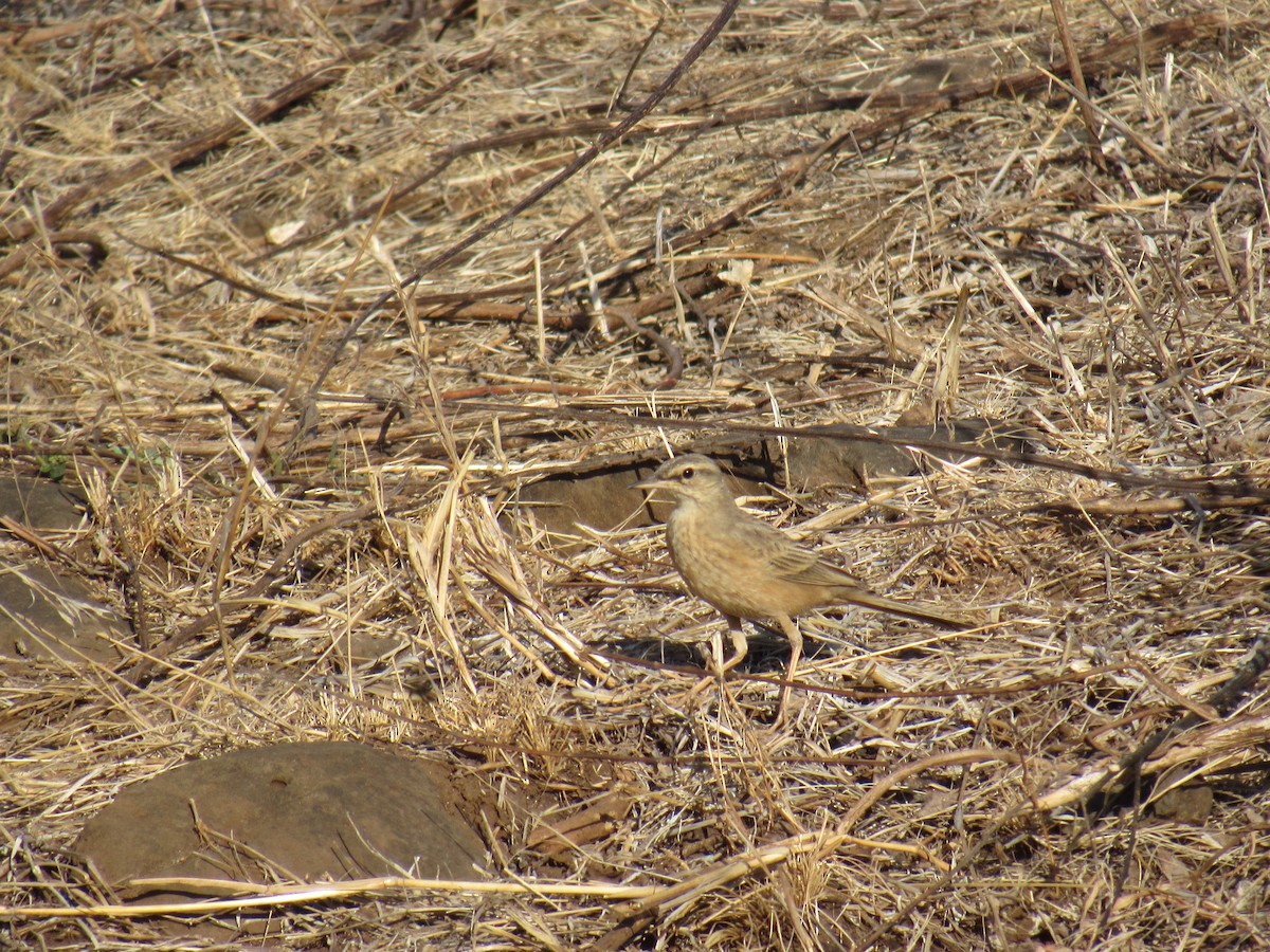 Tawny Pipit - ML632138643