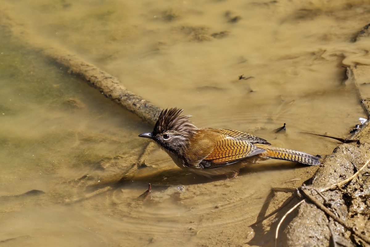 Hoary-throated Barwing - ML632138650