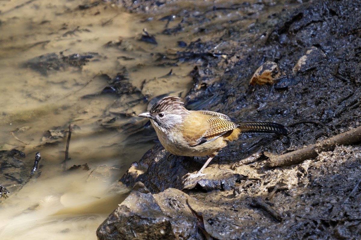 Hoary-throated Barwing - ML632138651