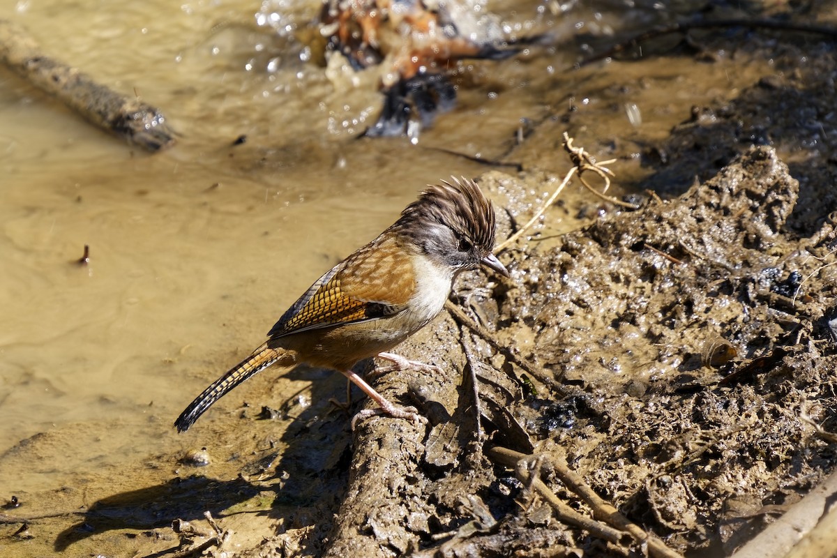 Hoary-throated Barwing - ML632138652