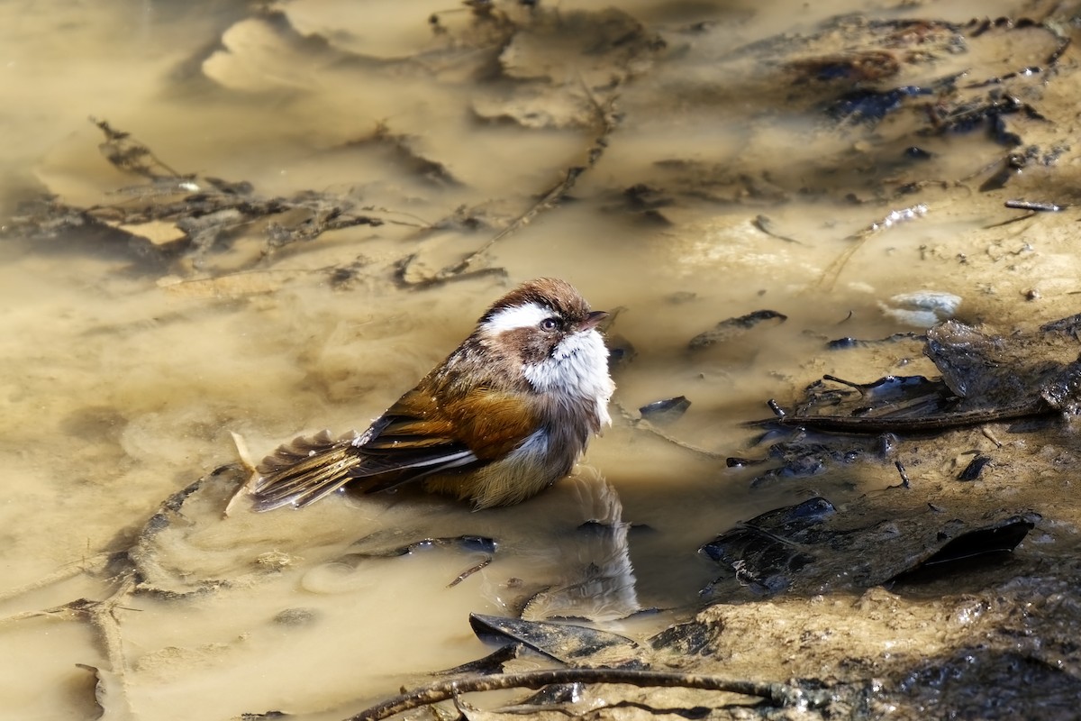 White-browed Fulvetta - ML632138657