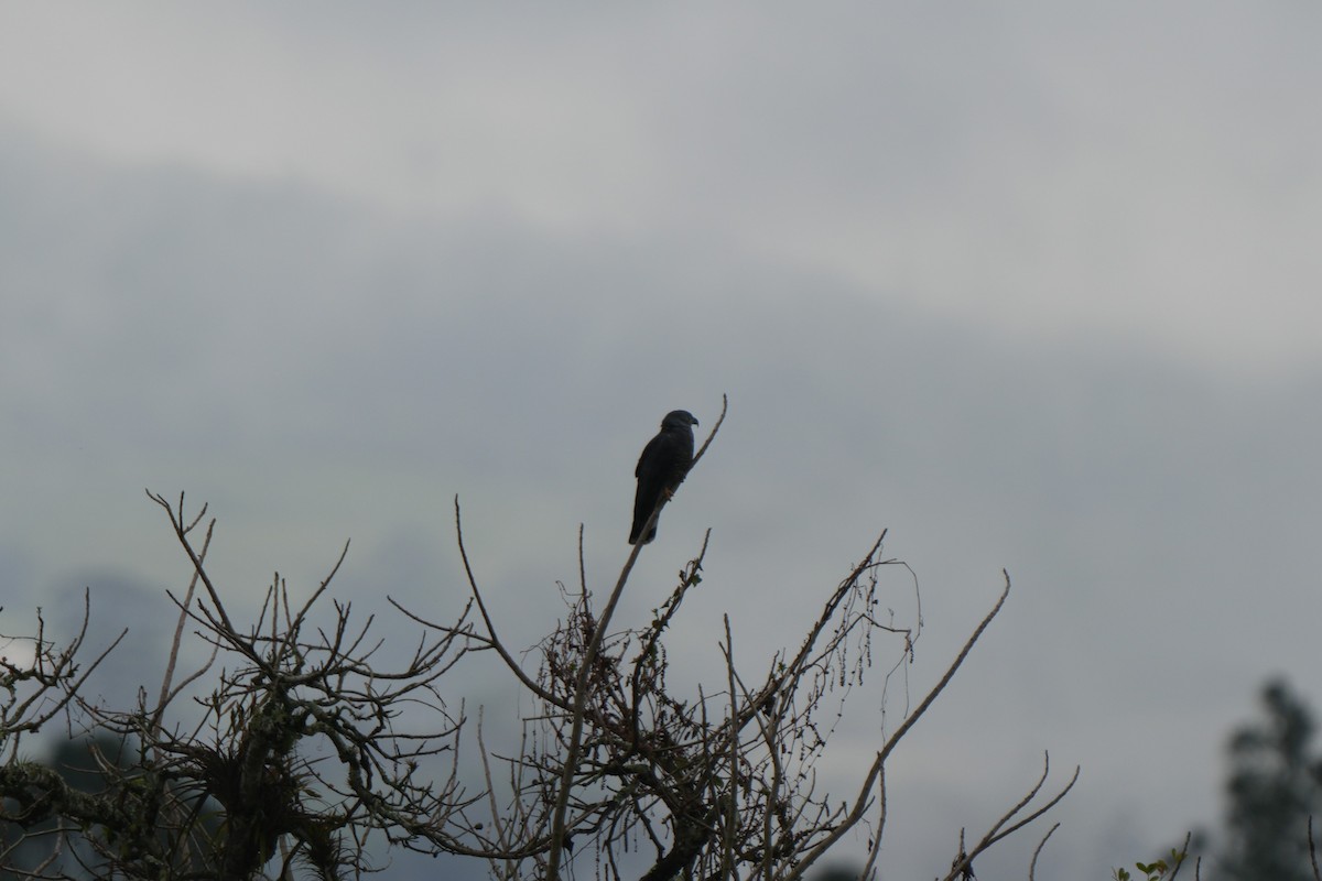 Hook-billed Kite - ML632138885