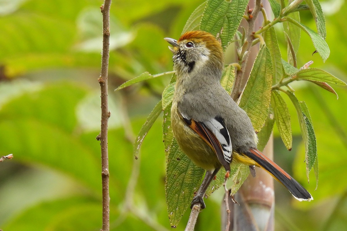 Chestnut-tailed Minla - ML632138903