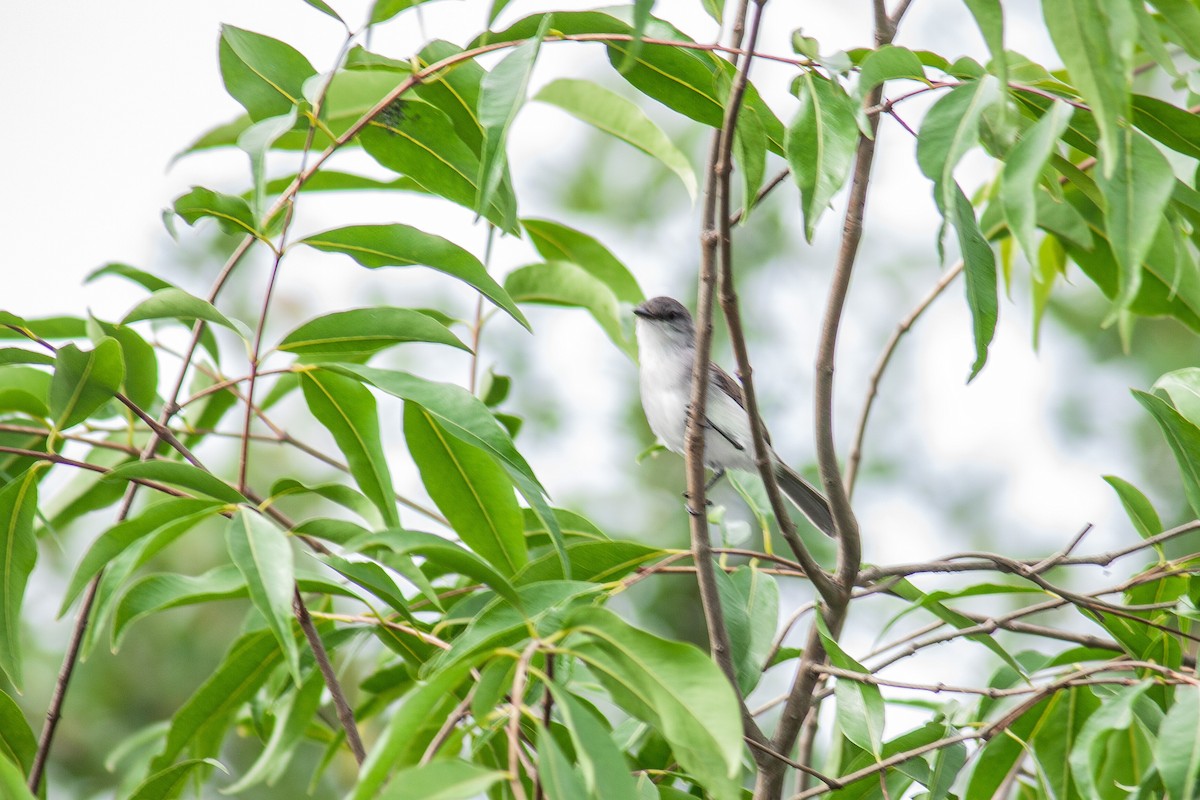 River Tyrannulet - ML632138908
